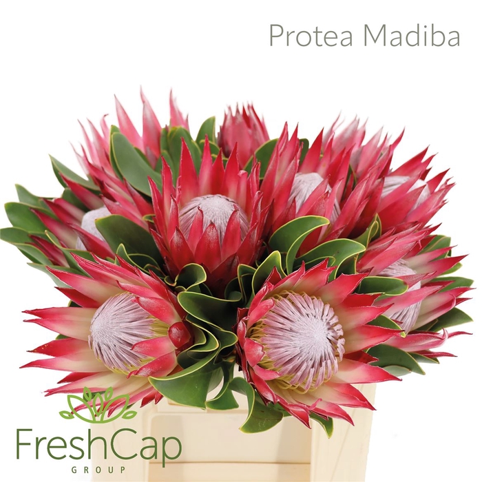 Protea Madiba