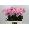 Dahlia Sweet Nathalie