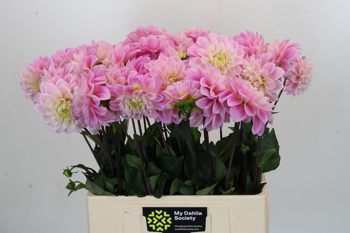 Dahlia Sweet Nathalie