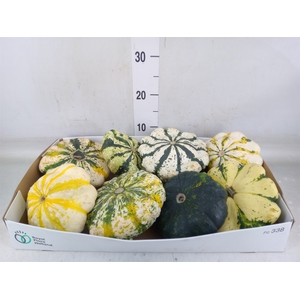 Cucurbita
