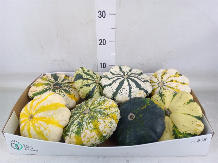 <h4>Cucurbita</h4>