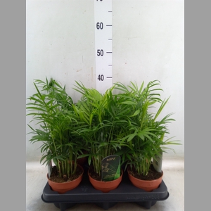 Chamaedorea elegans