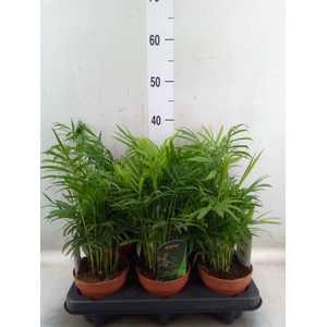Chamaedorea elegans