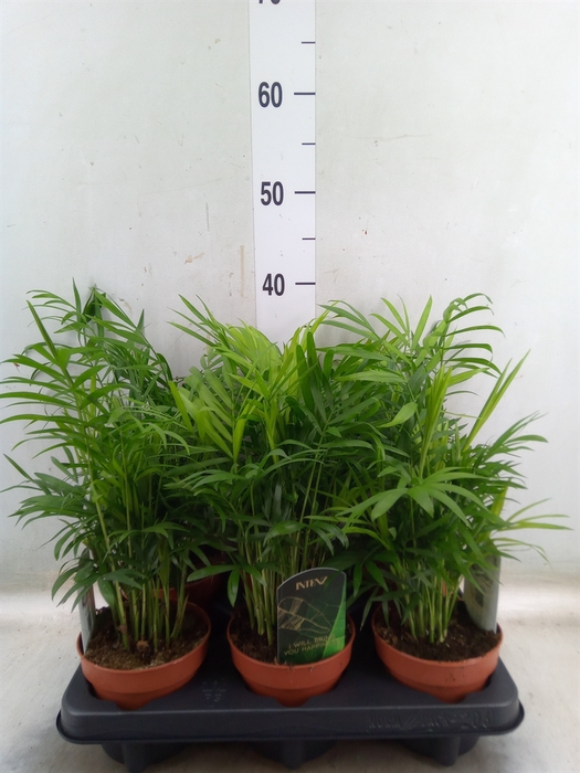 <h4>Chamaedorea elegans</h4>