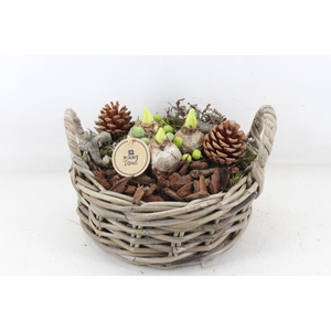 arr4 Hyacint PL - Kubumand laag