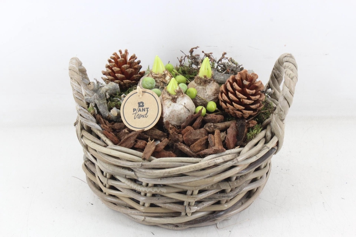 <h4>arr4 Hyacint PL - Kubumand laag</h4>