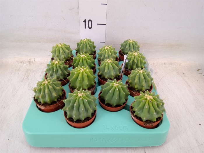 <h4>Cactus   ...</h4>