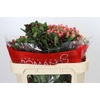 Hypericum Rainbow Romance Spray