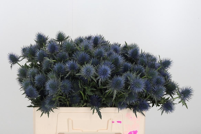 <h4>Eryng Magnetar Qstar</h4>