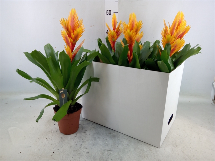 <h4>Vriesea  'Intenso Flame'</h4>