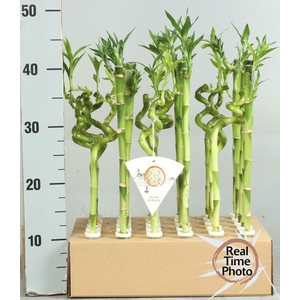 DRA LUCKY BAMBOO