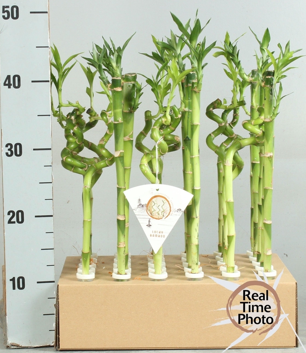 <h4>DRA LUCKY BAMBOO</h4>