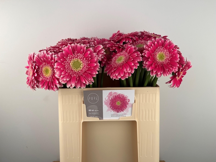 <h4>GE MI WONDERWALL</h4>