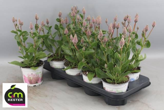 <h4>PTILOTUS EX JOEY</h4>