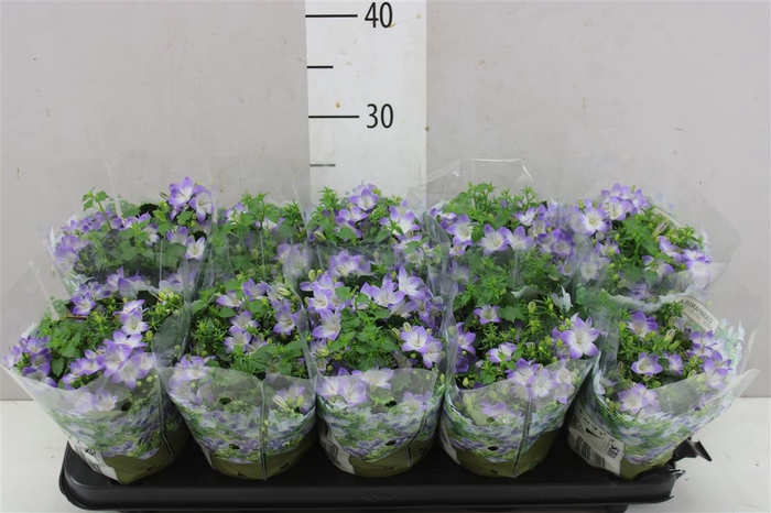 <h4>Campanula Fancy Mee Bicolor</h4>