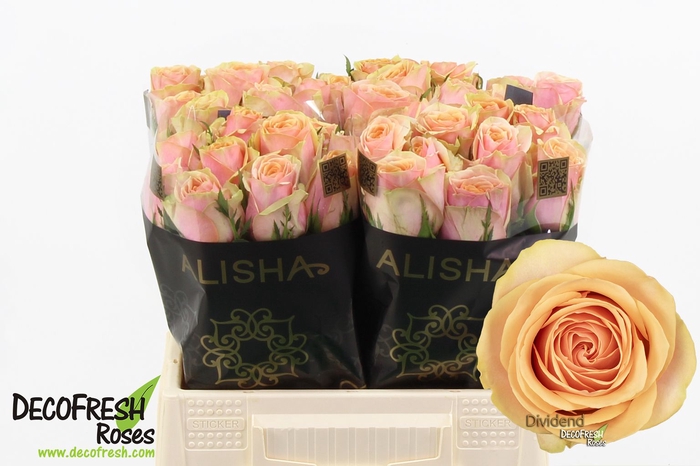 <h4>R Gr Dividend Extra Alisha</h4>