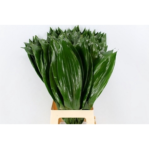 Aspidistra