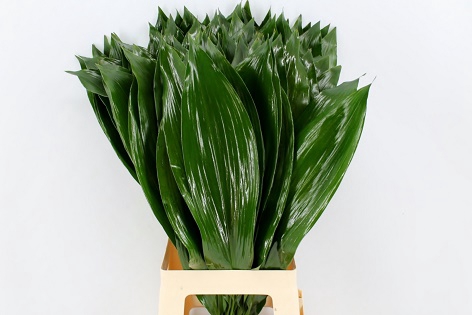 <h4>Aspidistra</h4>