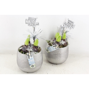 arr4 Hyacint JS - Zilver bolpot ribbel