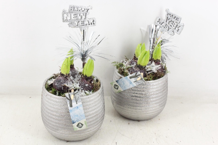 <h4>arr4 Hyacint JS - Zilver bolpot ribbel</h4>