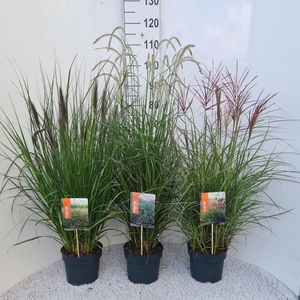 Siergrassen Mix