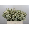 Chamelaucium Dancing Queen White