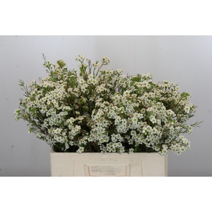Chamelaucium Dancing Queen White