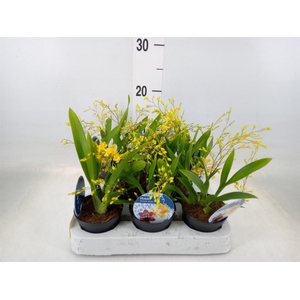Oncidium   ...