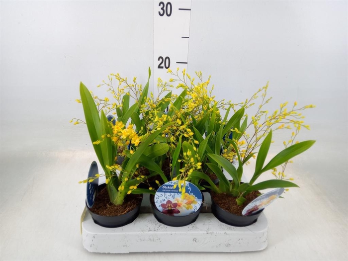 <h4>Oncidium   ...</h4>
