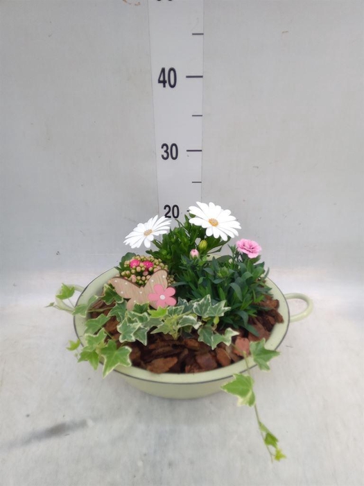 <h4>Arr.   Perkplanten L%</h4>