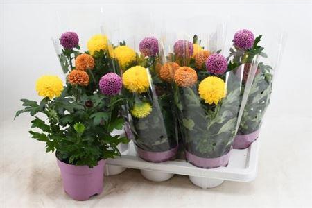 <h4>Chrys Fp Gem In Pot</h4>