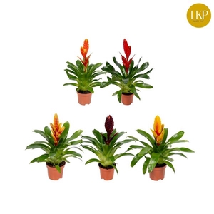 Vriesea gemengd