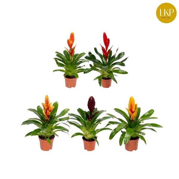 <h4>Vriesea gemengd</h4>