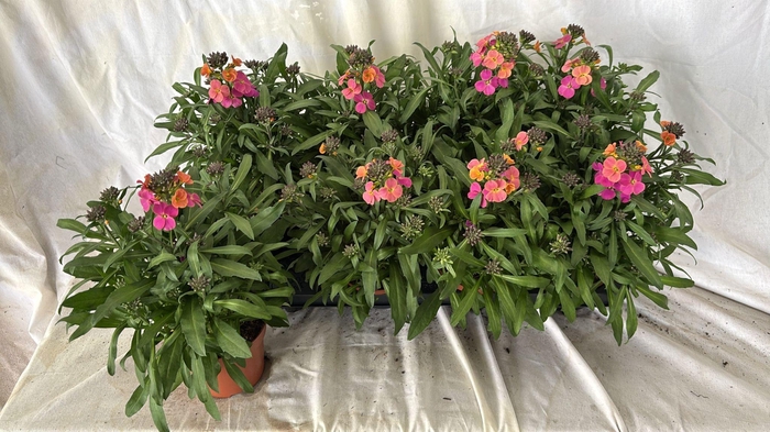 <h4>ERYS LINIFOLIUM</h4>