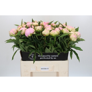 Paeonia Pink Giant