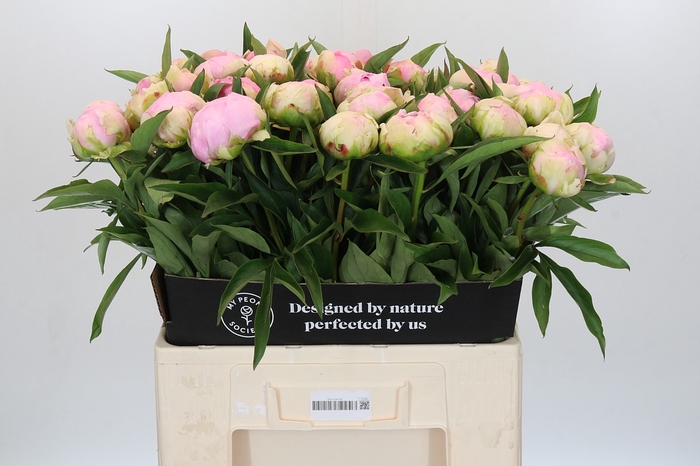 Paeonia Pink Giant