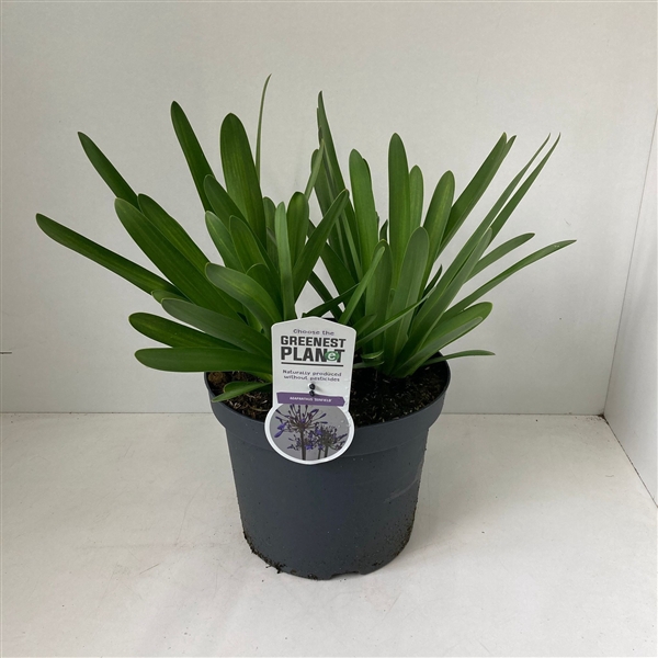 <h4>Agapanthus 'Sunfield'</h4>