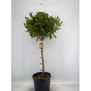 Laurus nobilis