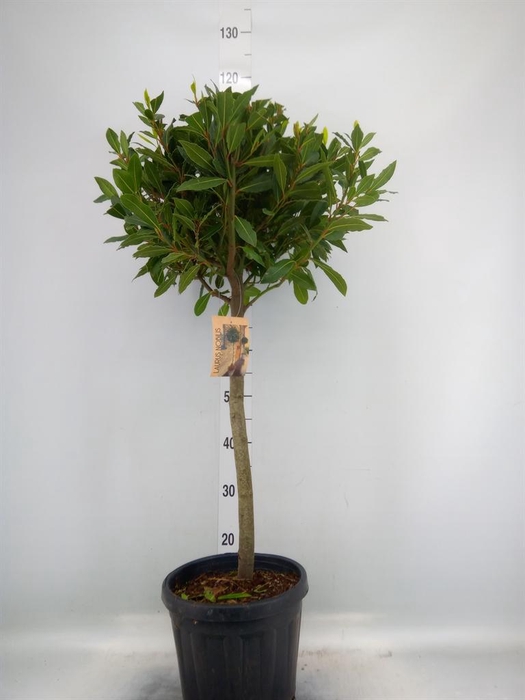<h4>Laurus nobilis</h4>