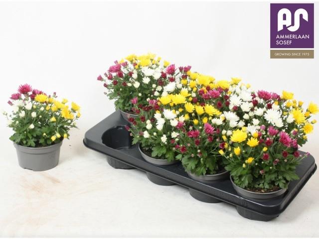 <h4>CHRYS GEM IN POT</h4>