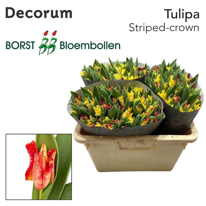 <h4>TU CO STRIPED CROWN</h4>