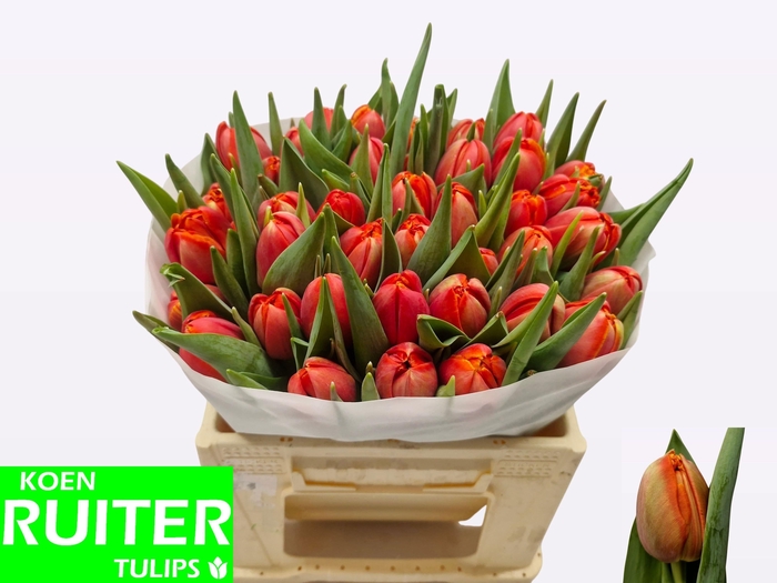 <h4>TU DU TERMINATOR</h4>