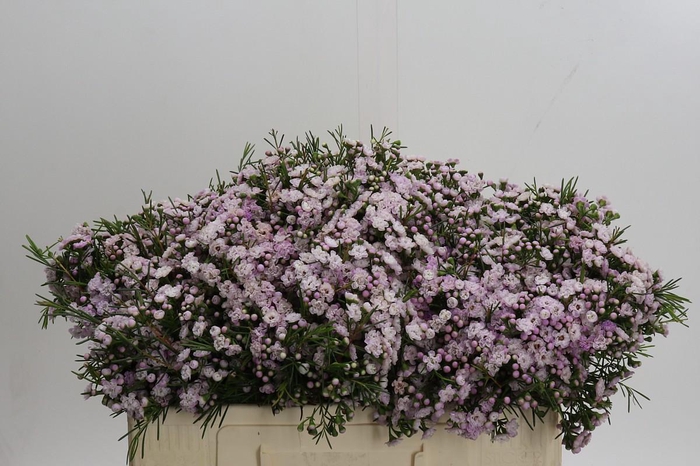 Chamelaucium Dancing Queen