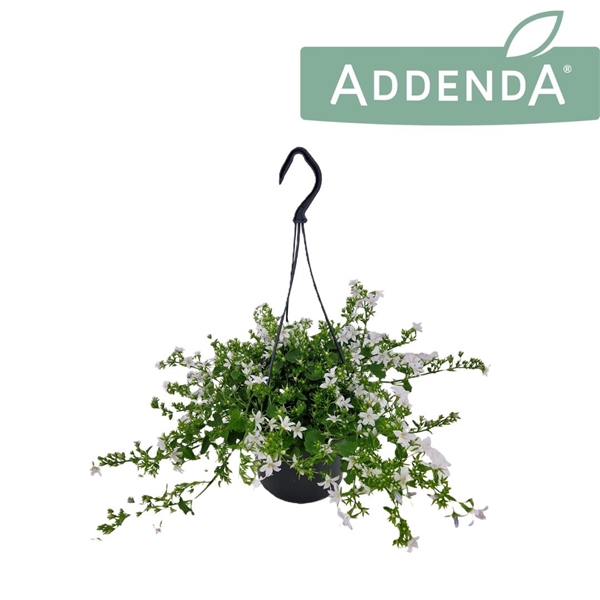 <h4>Campanula Adansa White 15 cm Hangpot</h4>