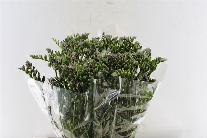 <h4>Fr Du Blue Bayou</h4>