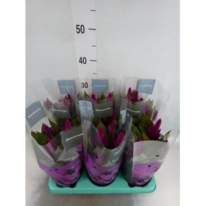 Celosia spic. 'Deep Purple'