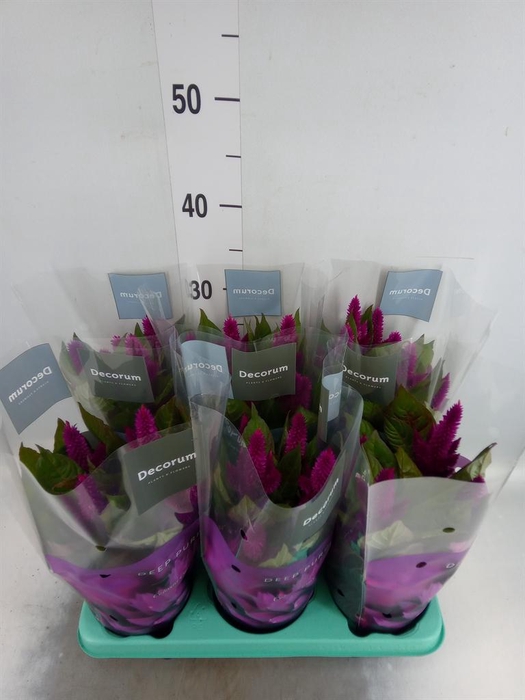 <h4>Celosia spic. 'Deep Purple'</h4>