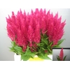 Celosia arg. PL 'Century Purple Ro'