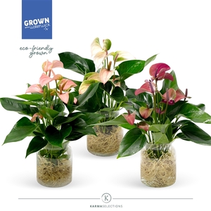 Anthurium - KARMA Grandi Flora Mix | Agua di Karma | Melkbus