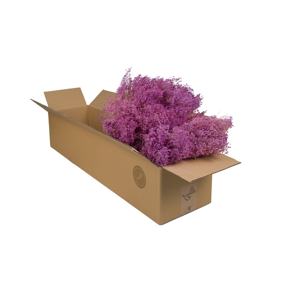 Droogbloemen-Broombloom Lilac Pastel